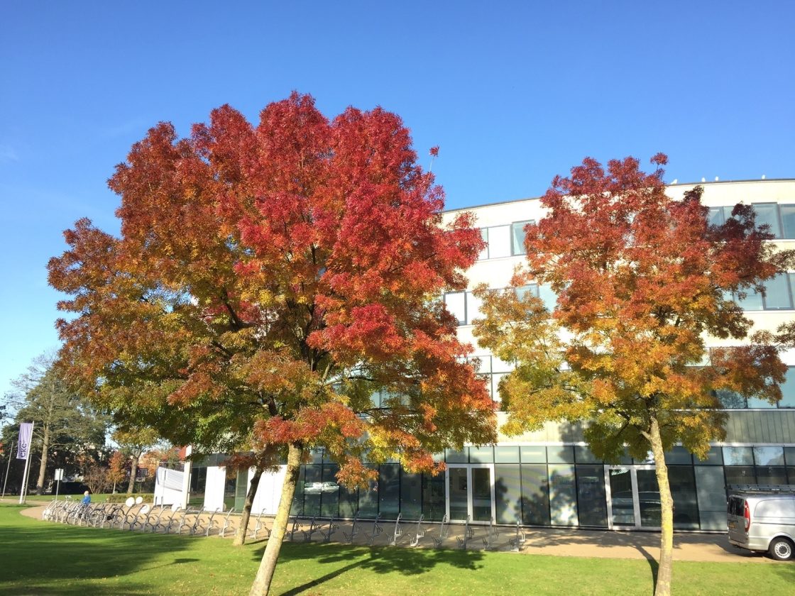 Herfstkleuren Voor Ckc